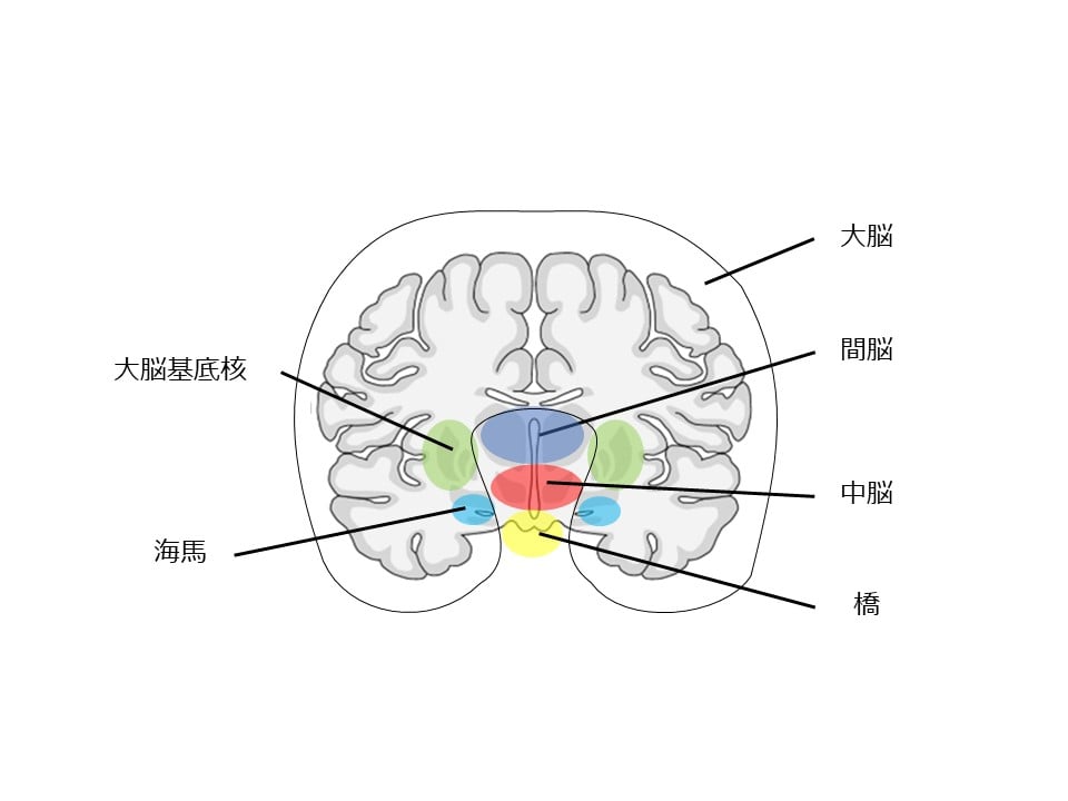 大脳基底核図 _ 大脳基底核はどれか : 大脳基底核回路の形態学的解析 – EUBPXG